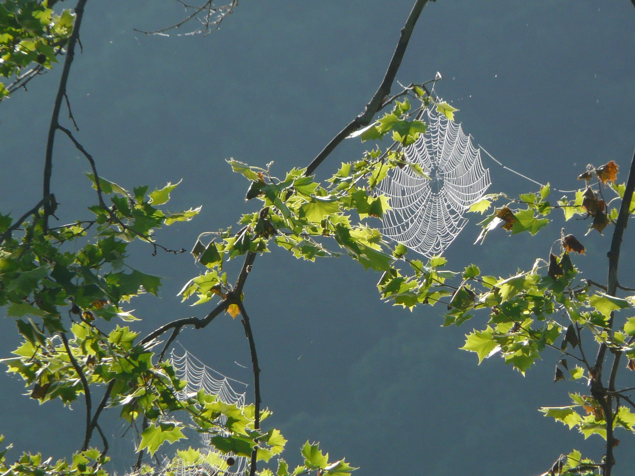 Nature's Webmaster