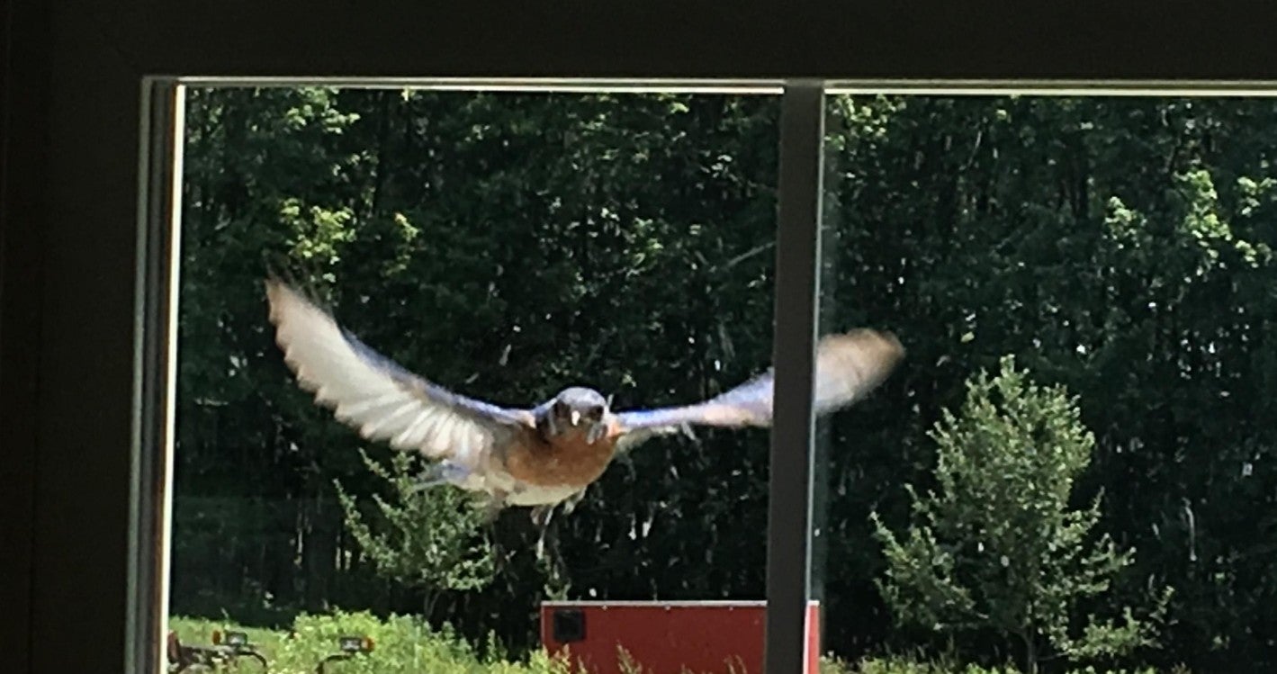 BIRD