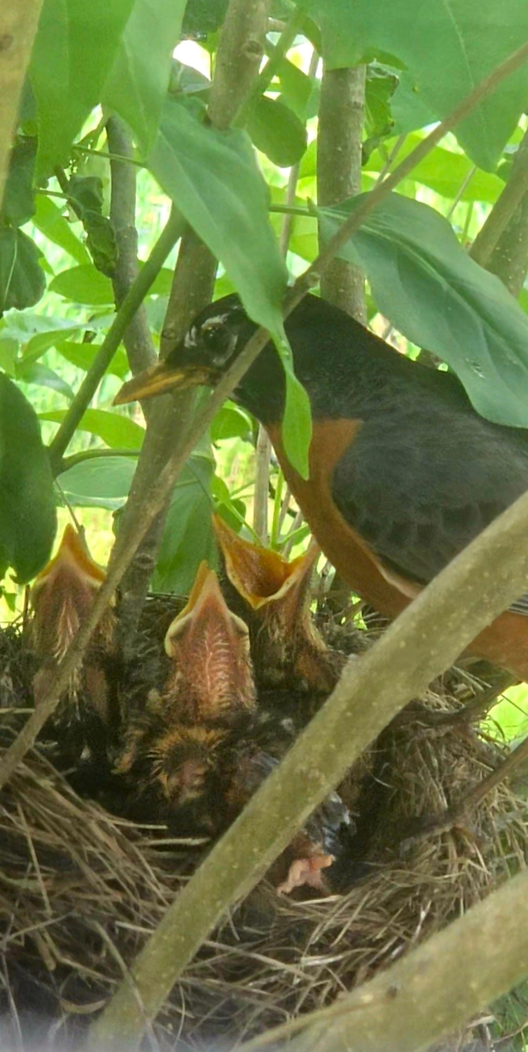 hungry hatchlings