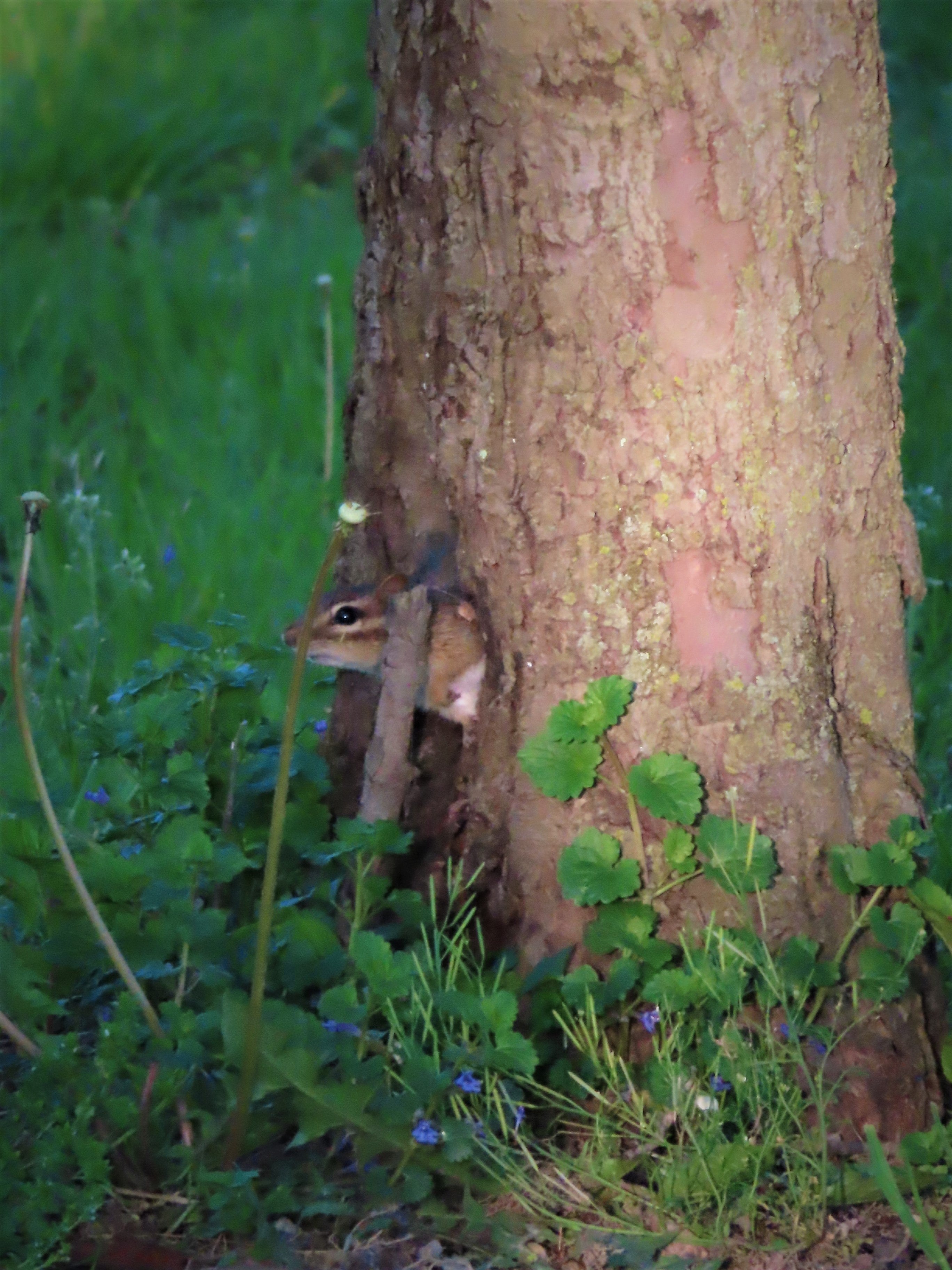 CEC photo contest squirrel photo