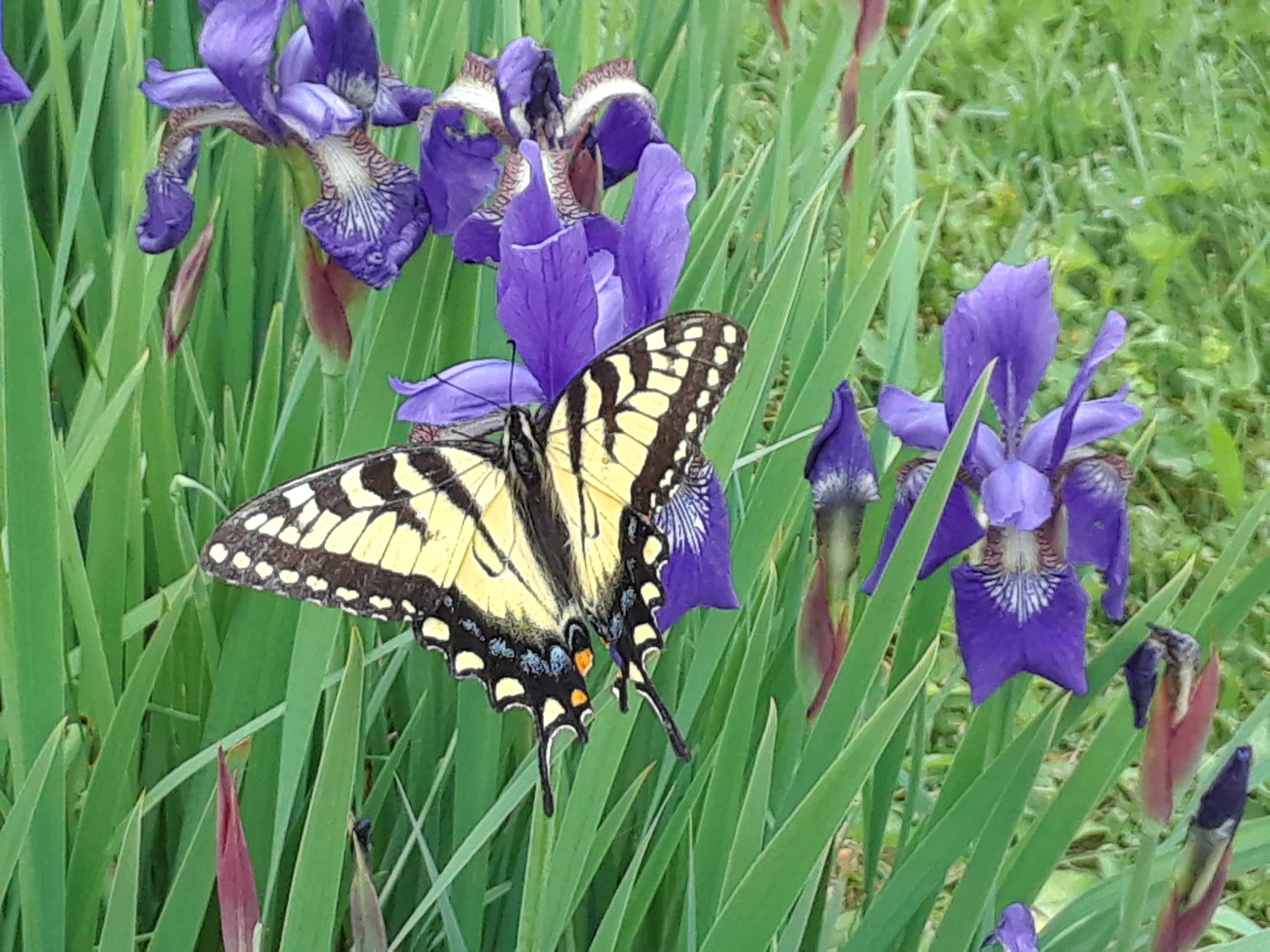 Summer Beauty