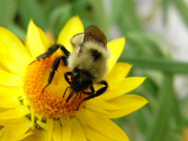 BEE
