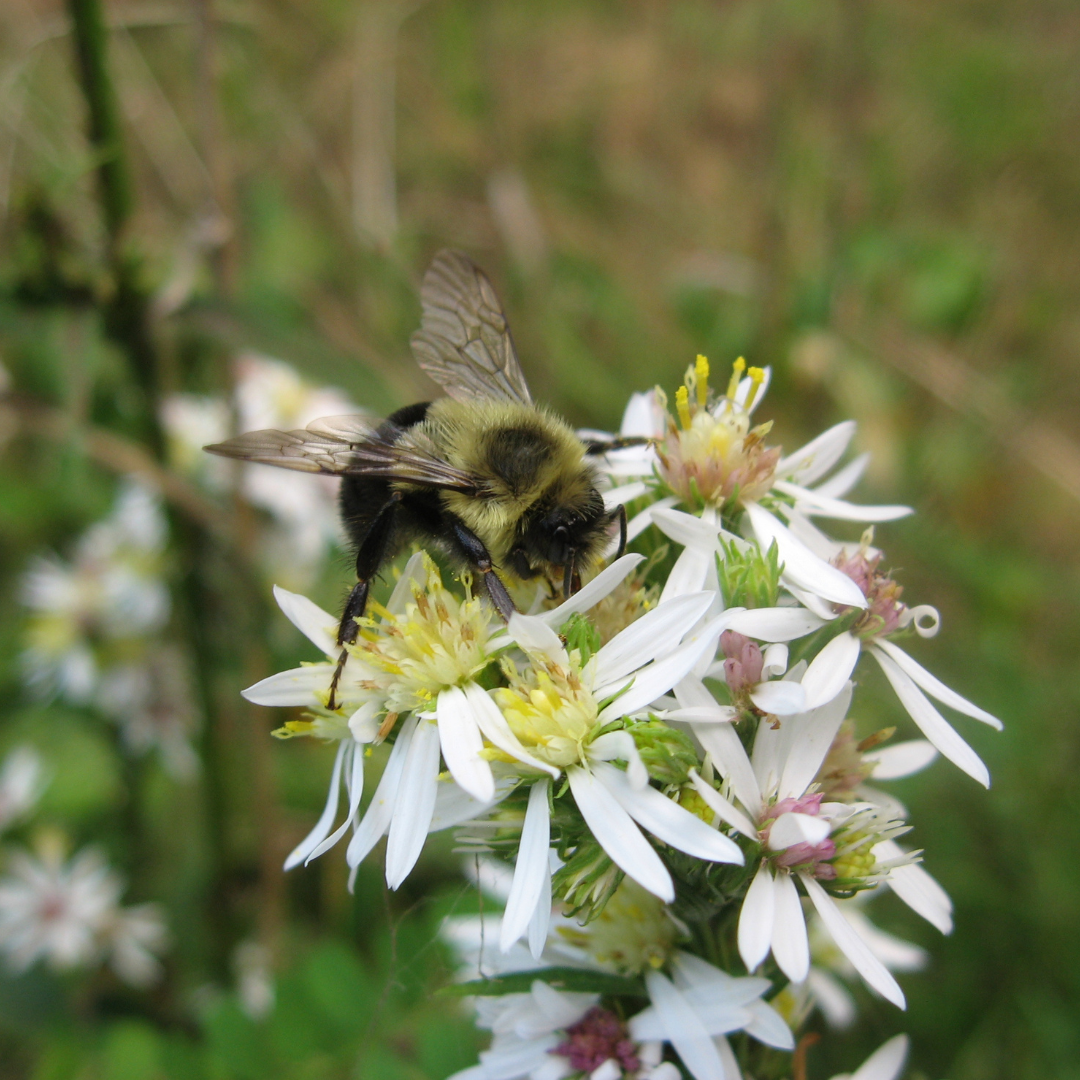 2024 CEC photo contest bumble bee entry