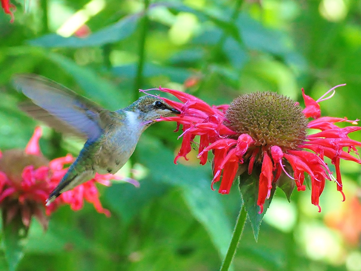 CEC photo contest humming bird photo